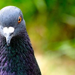 Plaga palomas aves comunidad de propietarios